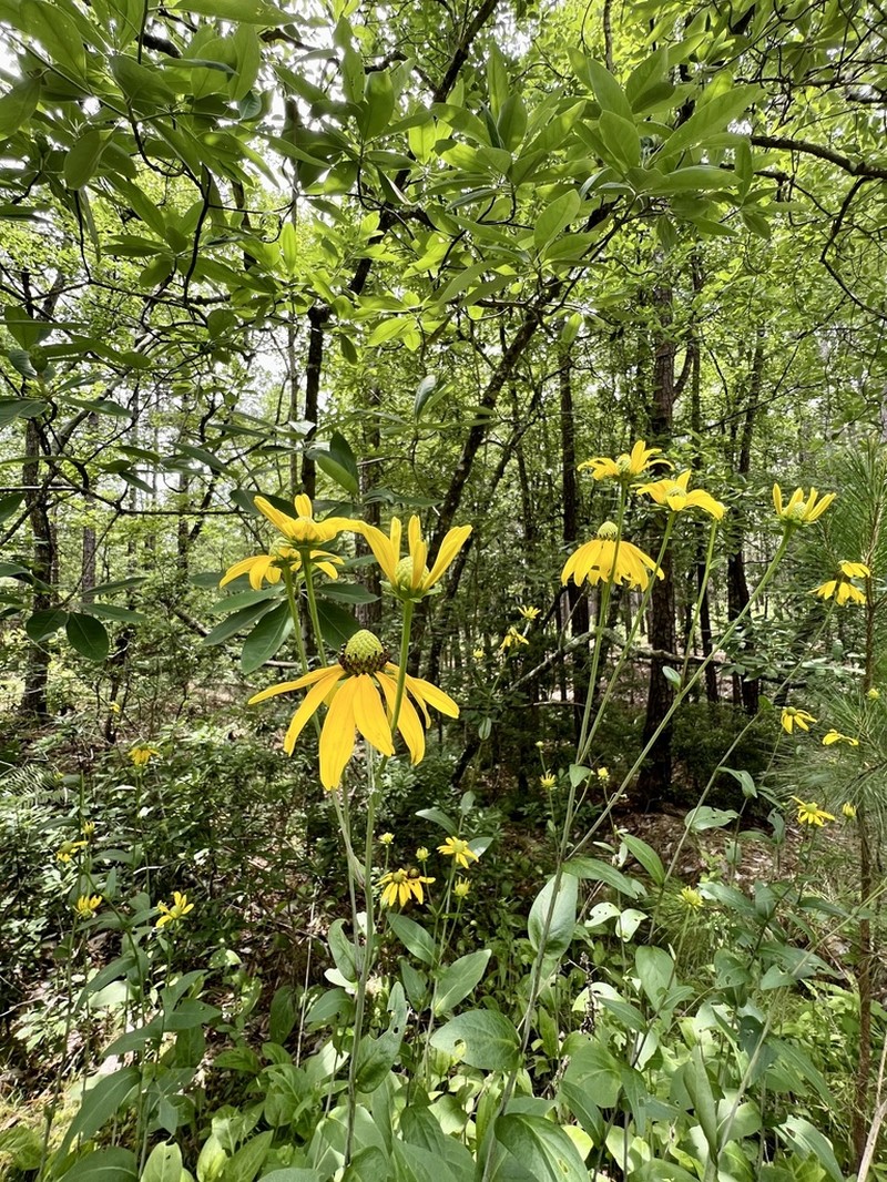 Roughleaf Coneflower