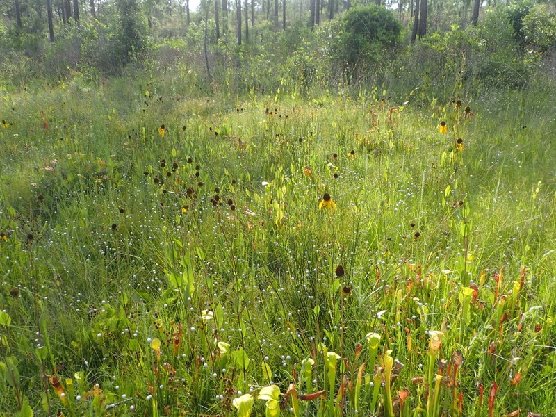 Roughleaf Coneflower photo 2