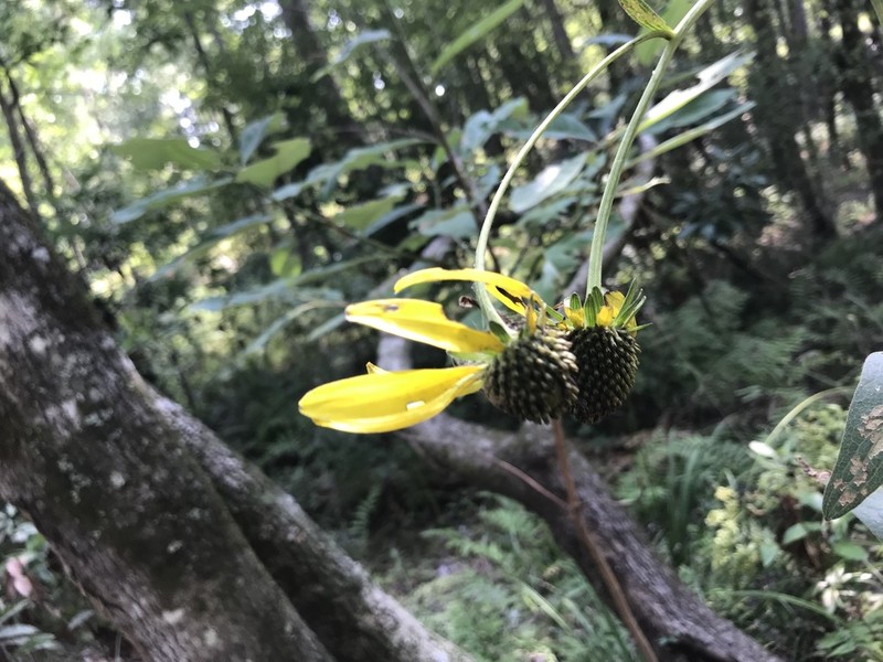 Roughleaf Coneflower photo 3