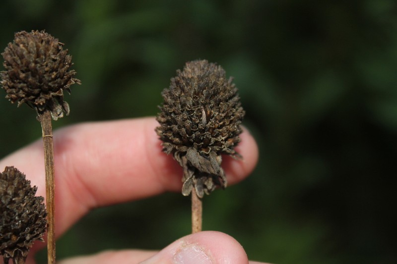 Roughleaf Coneflower photo 4