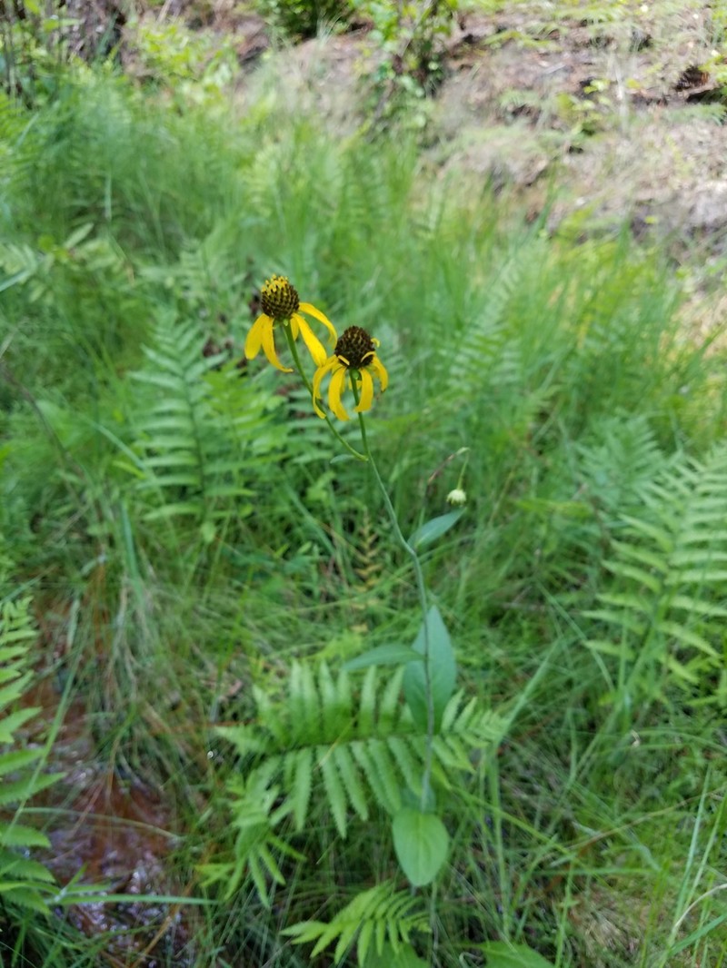 Roughleaf Coneflower photo 5