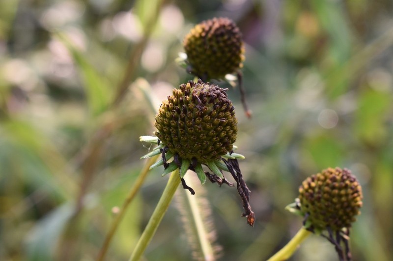 Roughleaf Coneflower photo 6