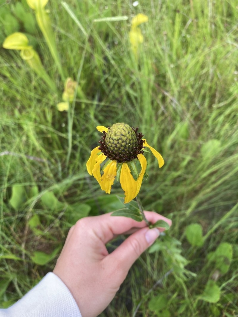 Roughleaf Coneflower photo 7