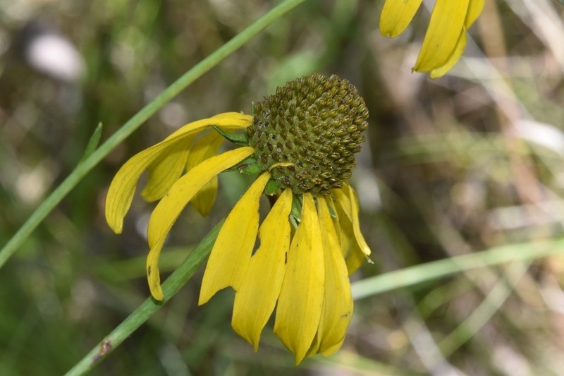 Roughleaf Coneflower photo 8