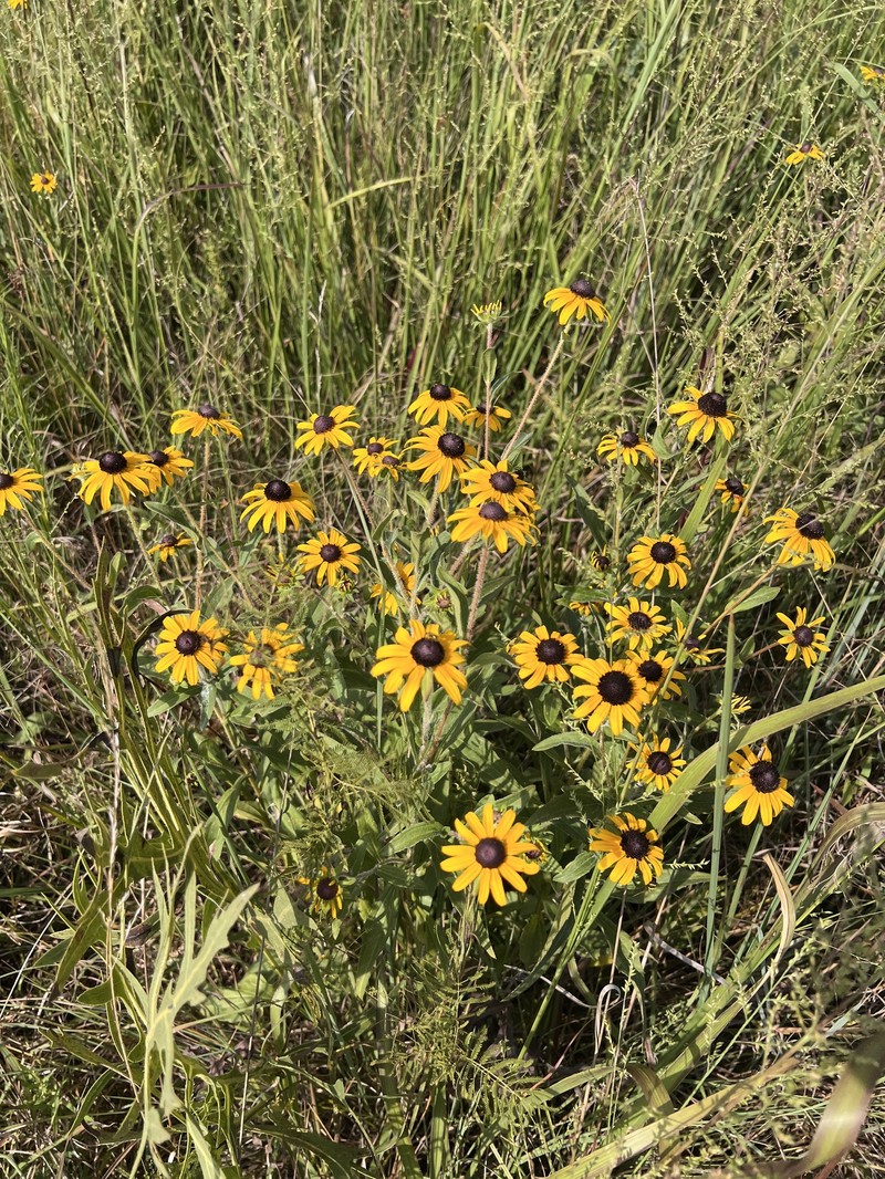 Rudbeckia speciosa