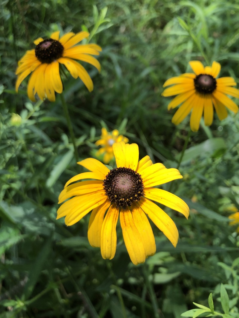 Rudbeckia speciosa photo 2