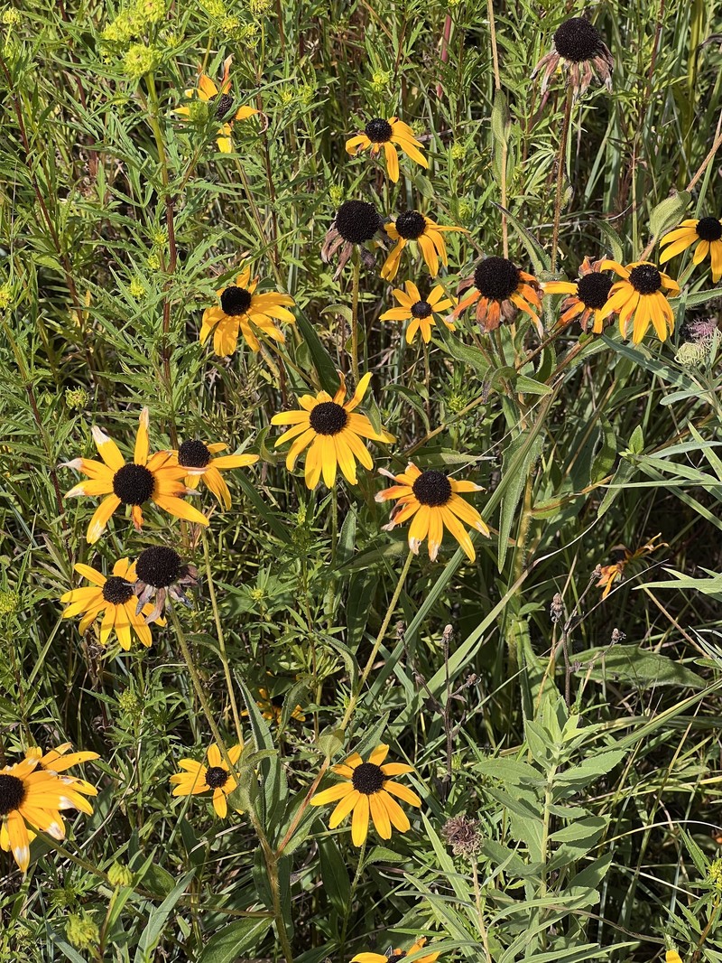 Rudbeckia speciosa photo 3