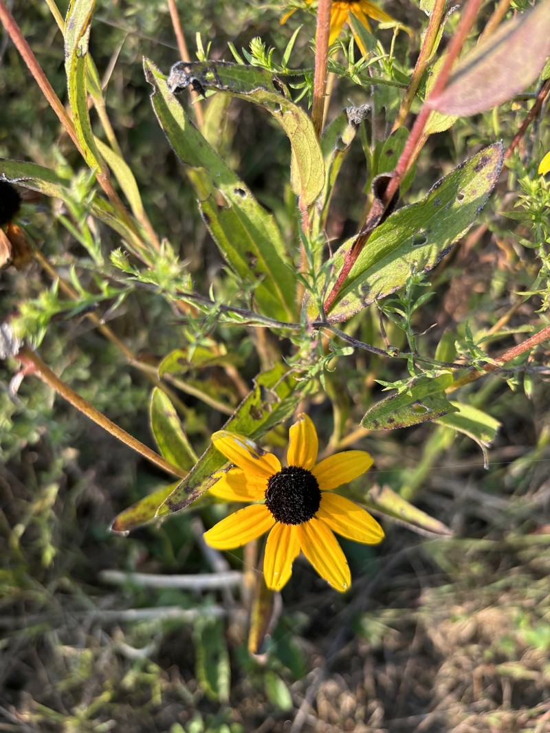 Rudbeckia speciosa photo 4