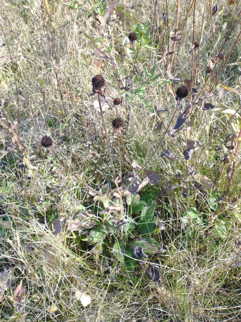 Rudbeckia speciosa photo 5