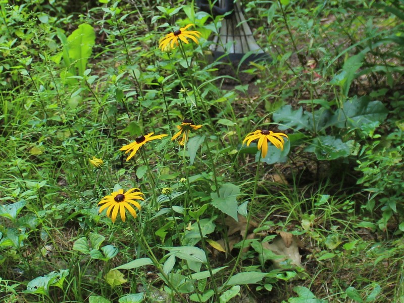 Rudbeckia speciosa photo 6
