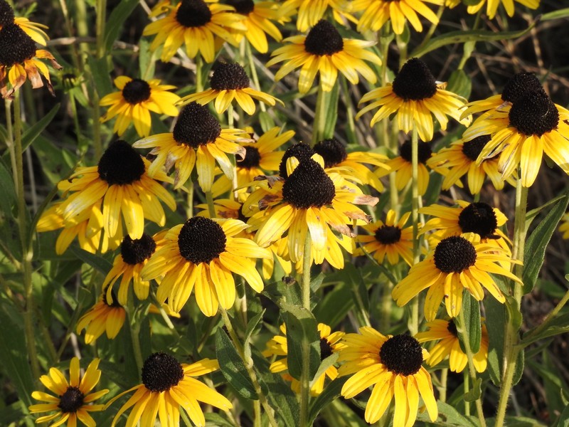 Rudbeckia speciosa photo 7