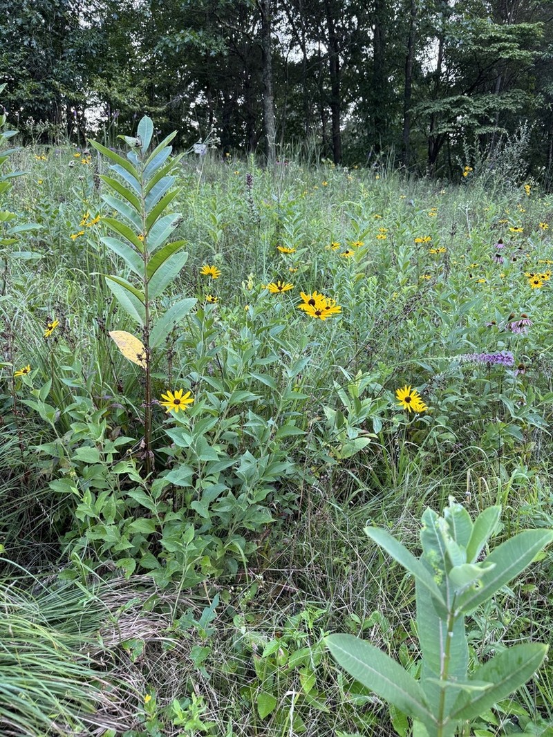 Sweet Coneflower photo 2