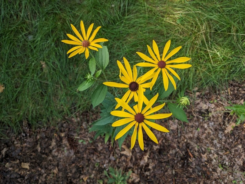 Sweet Coneflower photo 4