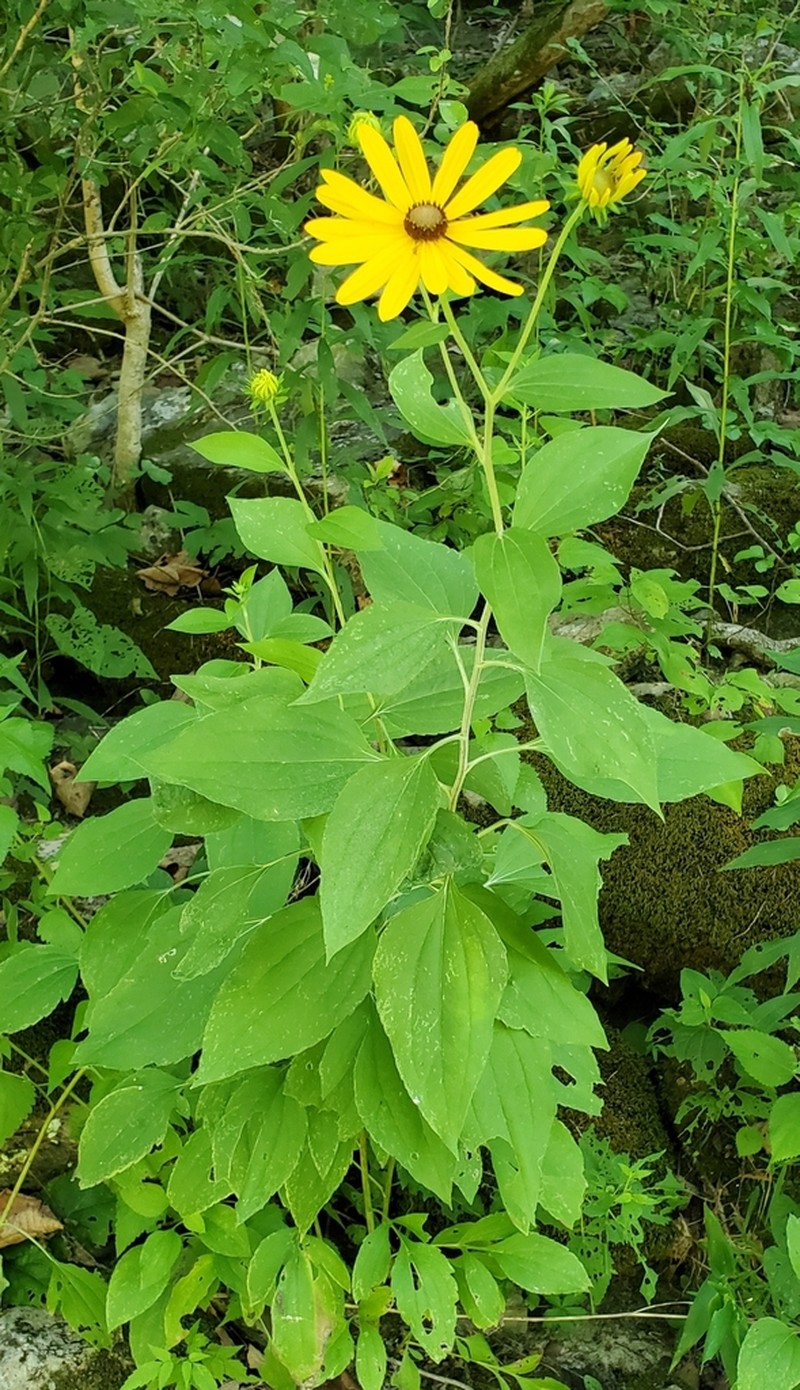 Sweet Coneflower photo 5