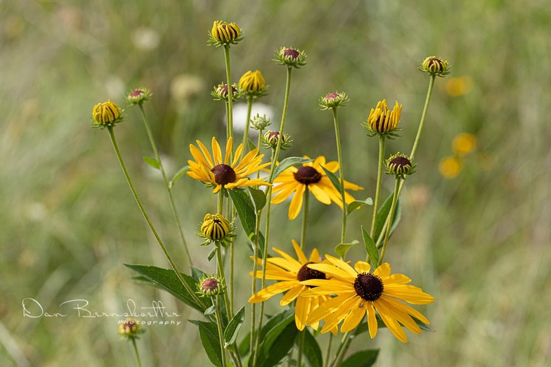 Sweet Coneflower photo 6