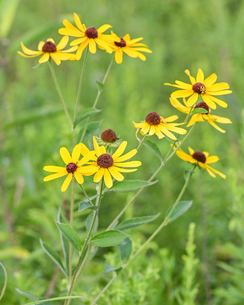 Sweet Coneflower photo 7