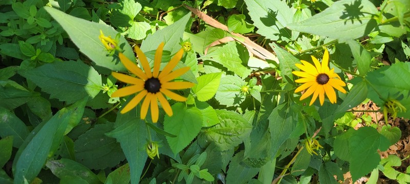 Rudbeckia sullivantii