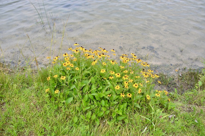 Rudbeckia sullivantii photo 2