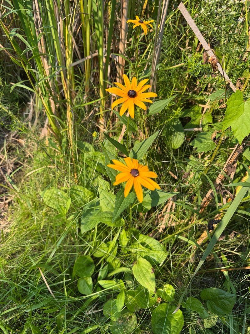 Rudbeckia sullivantii photo 3