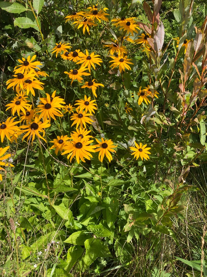 Rudbeckia sullivantii photo 4