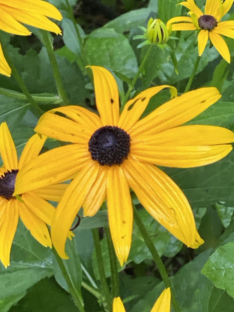 Rudbeckia sullivantii photo 5