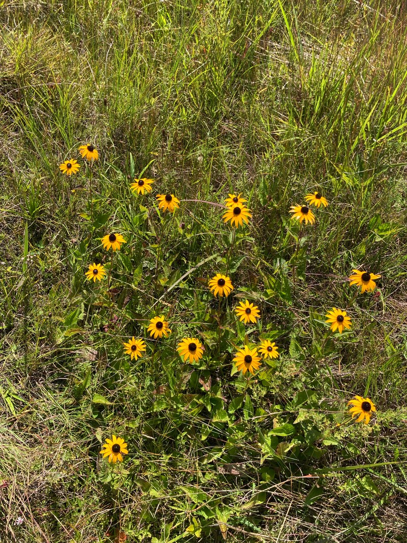Rudbeckia sullivantii photo 6