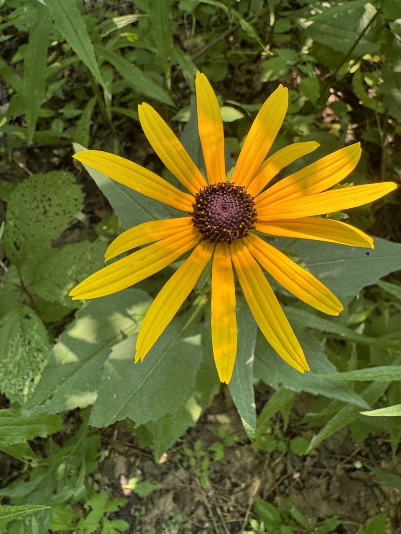 Rudbeckia sullivantii photo 7