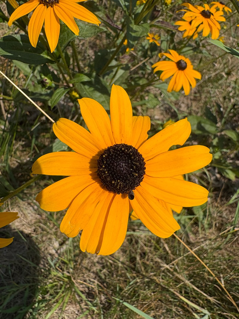 Rudbeckia sullivantii photo 8