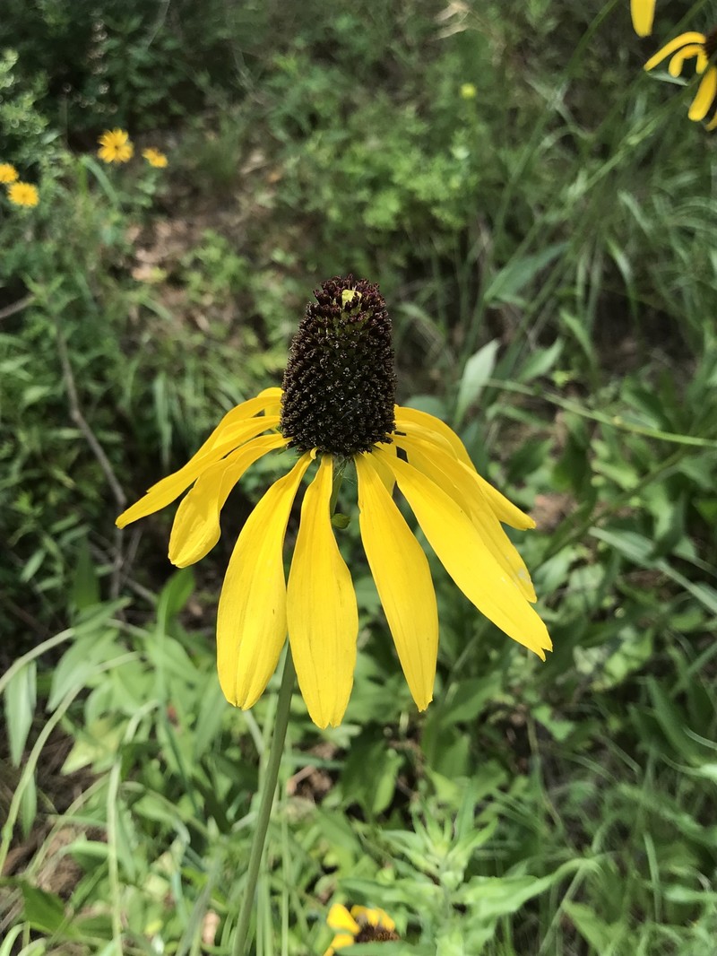 Texas Coneflower photo 2