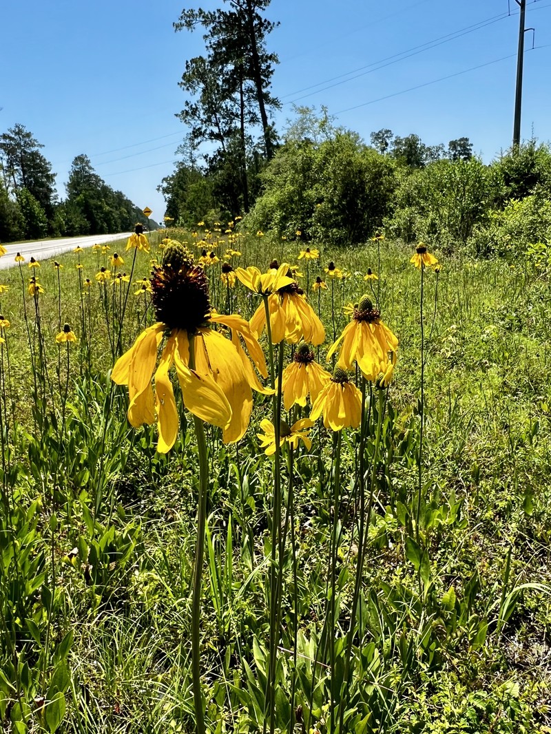 Texas Coneflower photo 3