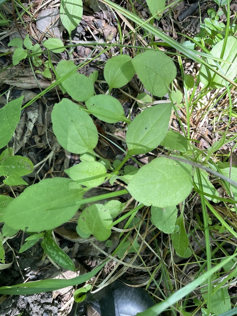 Rudbeckia terranigrae photo 2