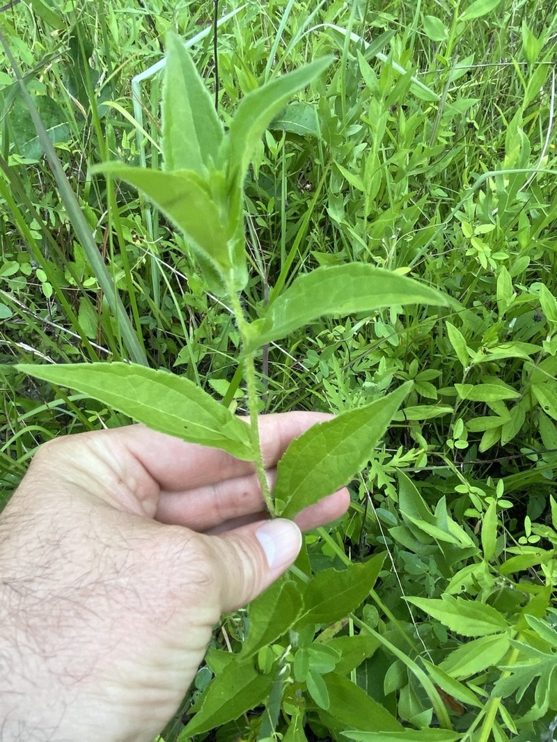 Rudbeckia terranigrae photo 3