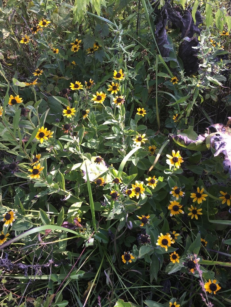 Rudbeckia terranigrae photo 5