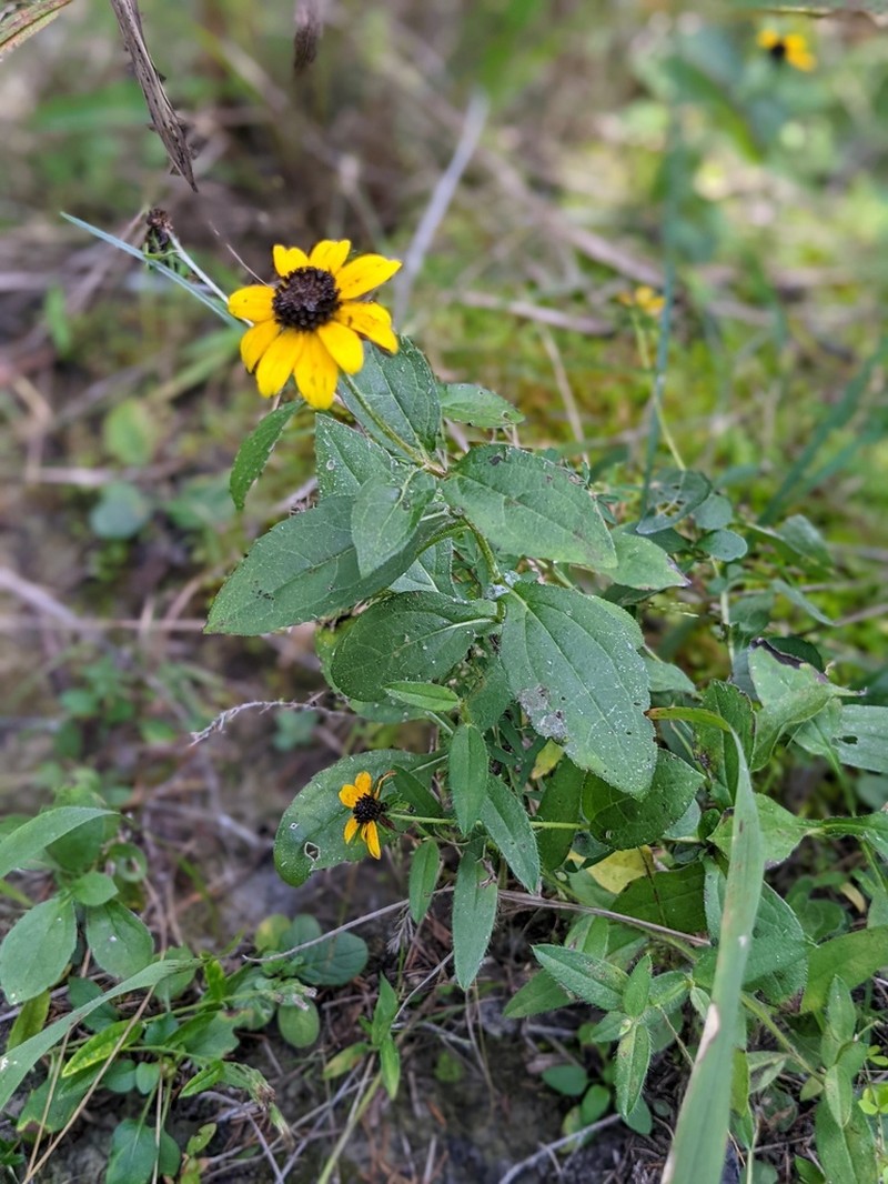 Rudbeckia terranigrae photo 6
