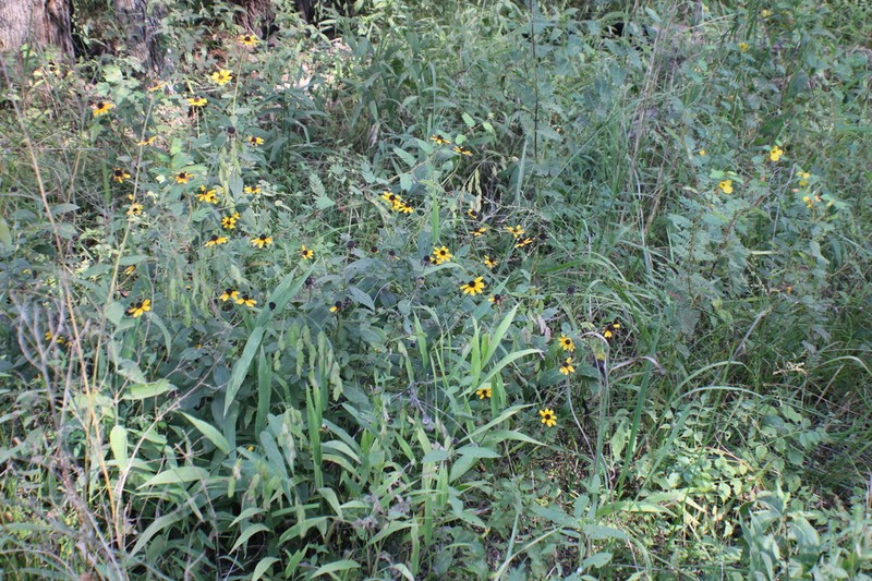 Rudbeckia terranigrae photo 7