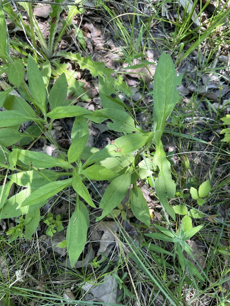 Rudbeckia terranigrae photo 8