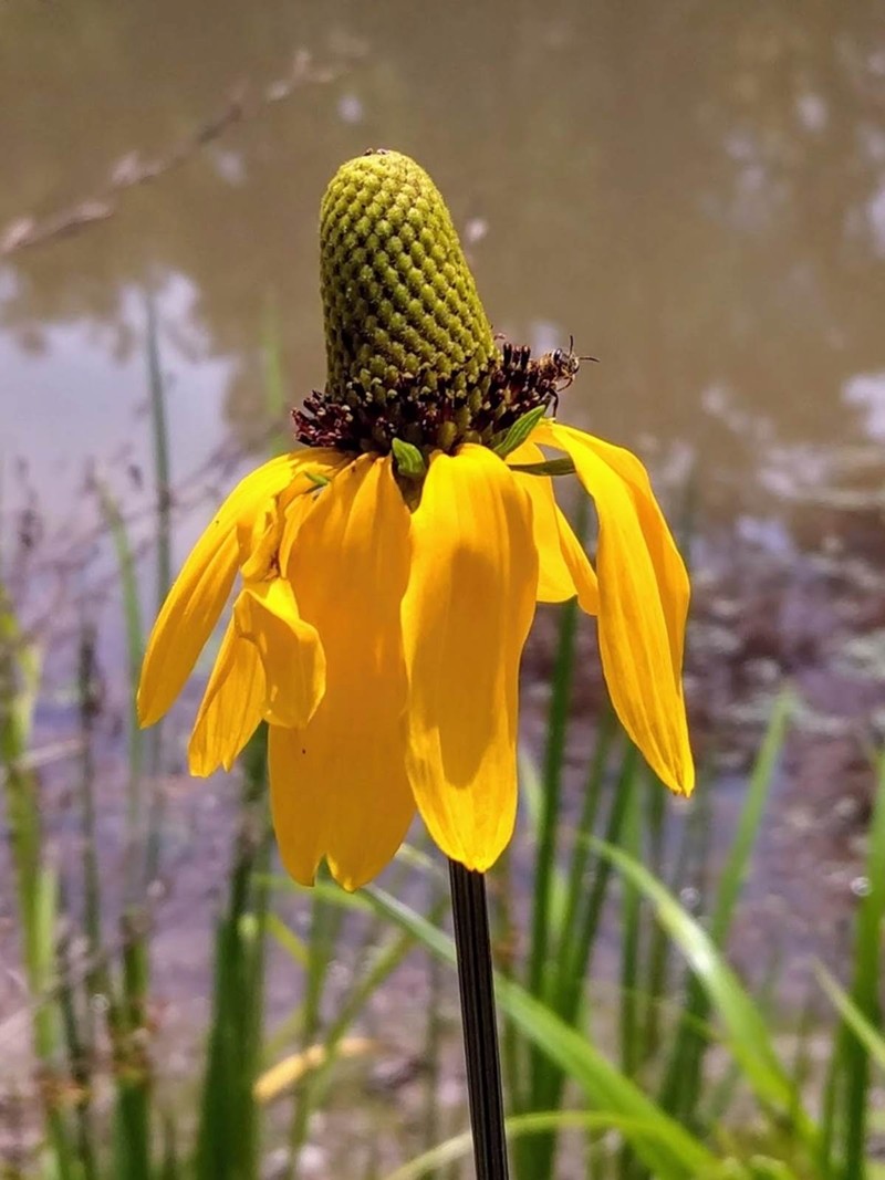 Texas Coneflower