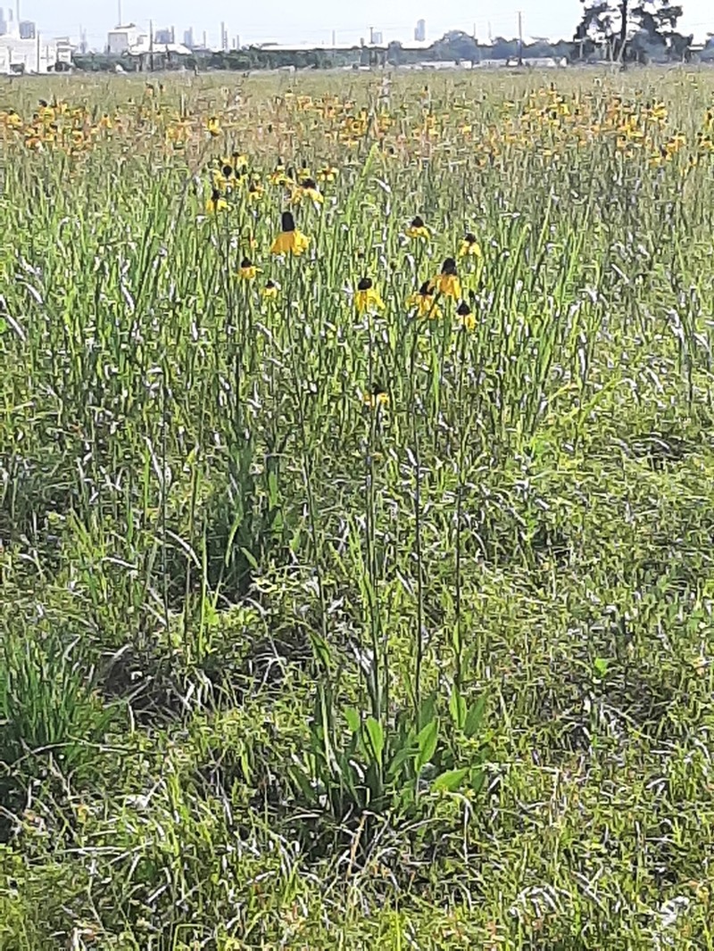 Texas Coneflower photo 3