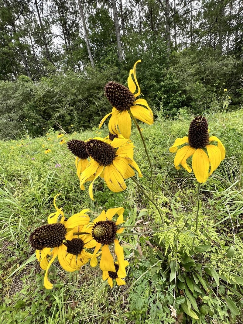 Texas Coneflower photo 4