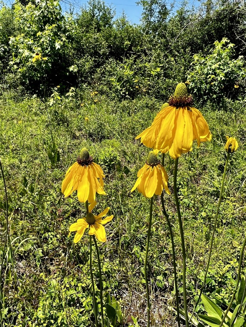 Texas Coneflower photo 5