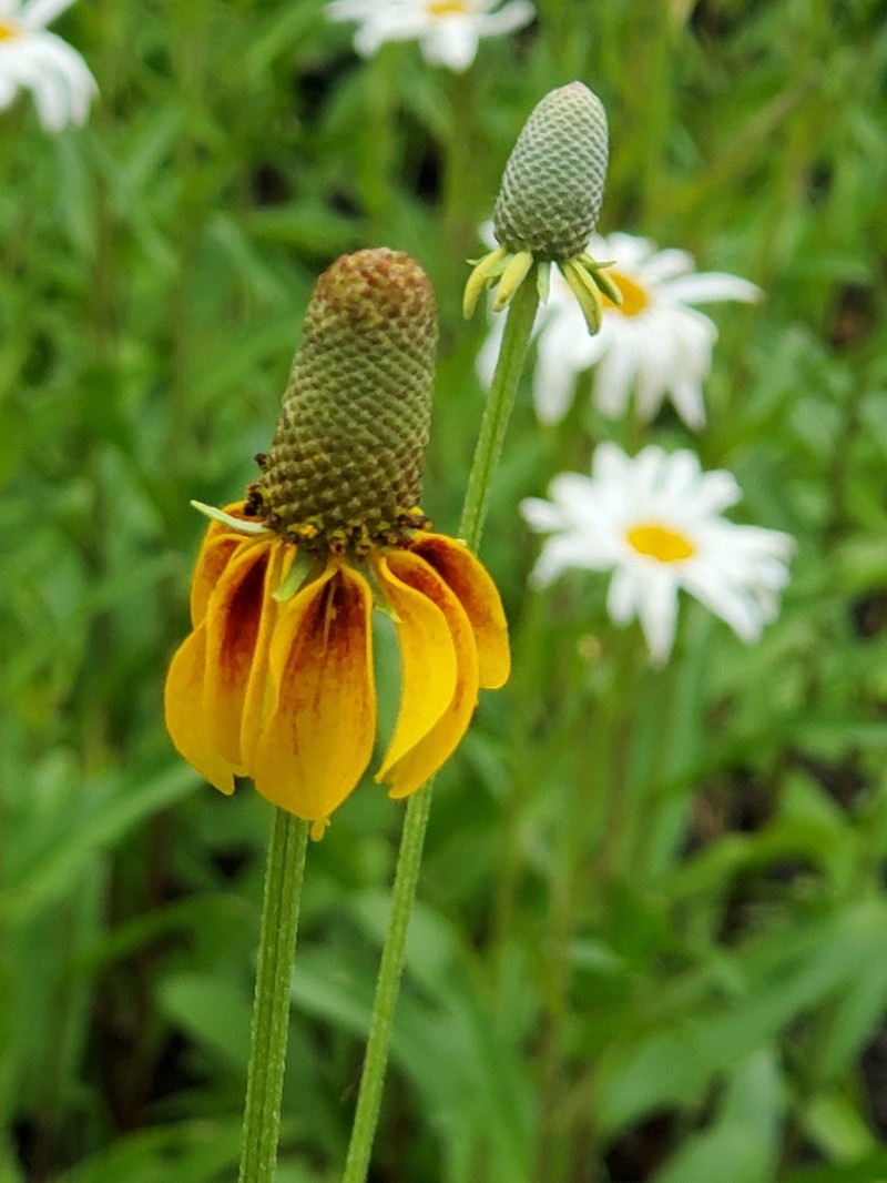 Texas Coneflower photo 7