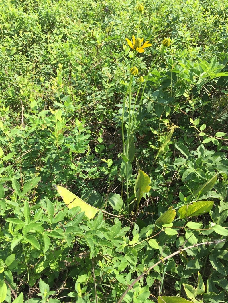 Texas Coneflower photo 8