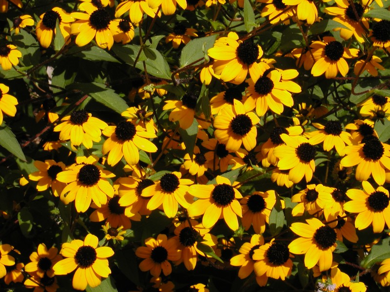 Browneyed Susan