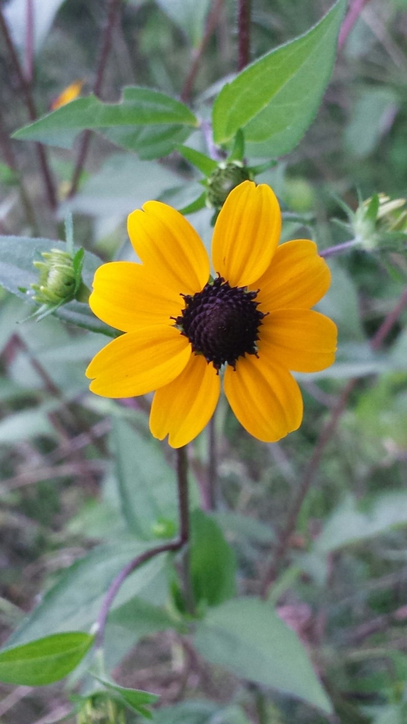 Browneyed Susan photo 3