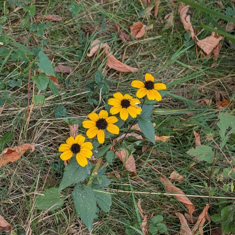 Browneyed Susan photo 4
