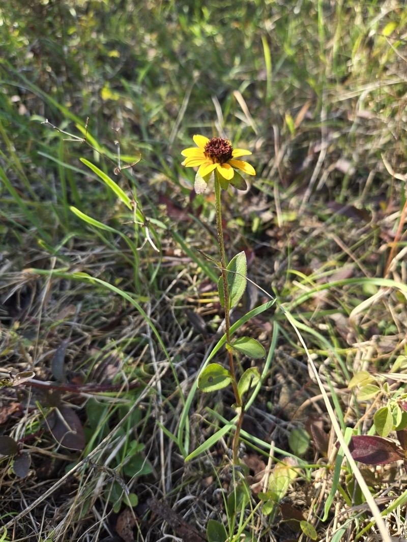 Browneyed Susan photo 6