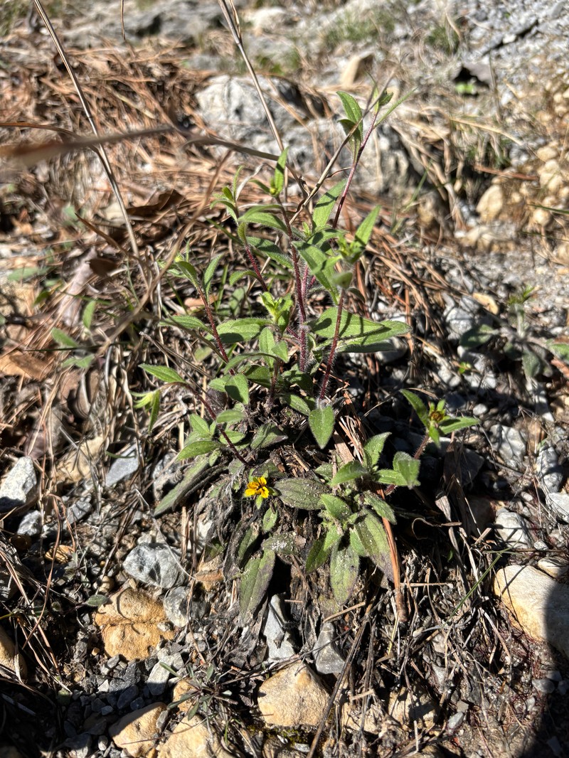 Rudbeckia triloba var. pinnatiloba photo 2