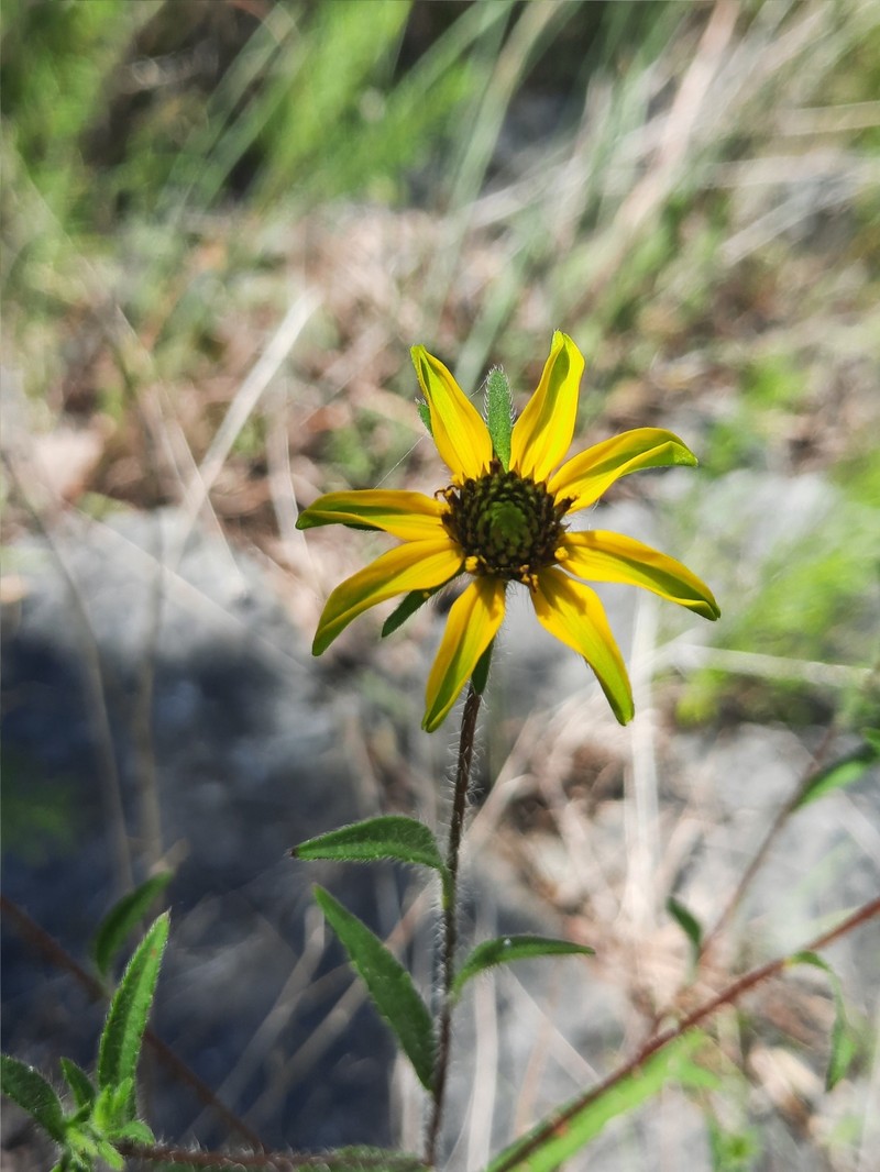 Rudbeckia triloba var. pinnatiloba photo 4