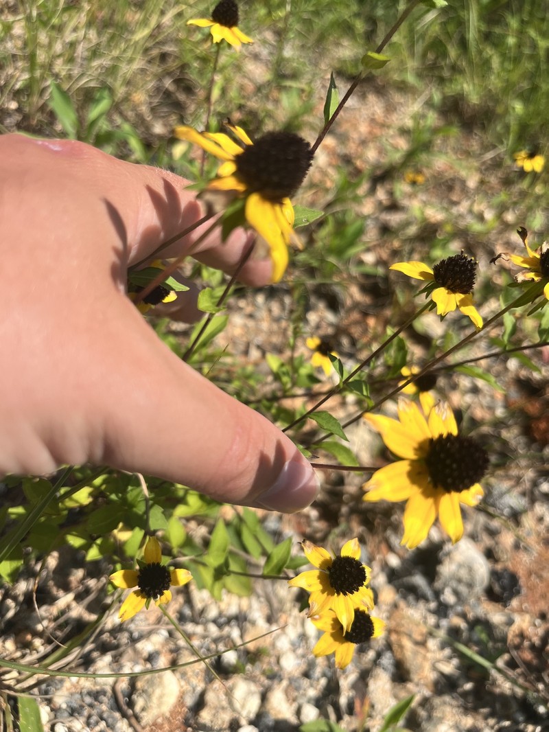 Rudbeckia triloba var. pinnatiloba photo 5