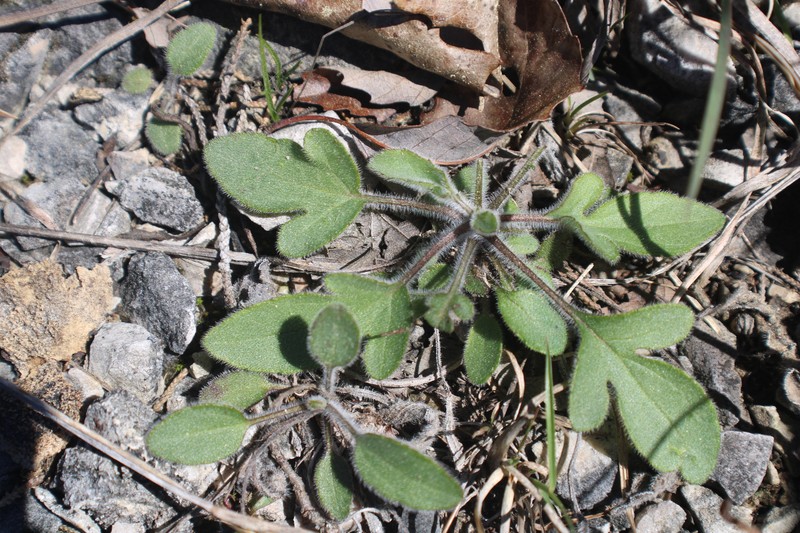 Rudbeckia triloba var. pinnatiloba photo 6